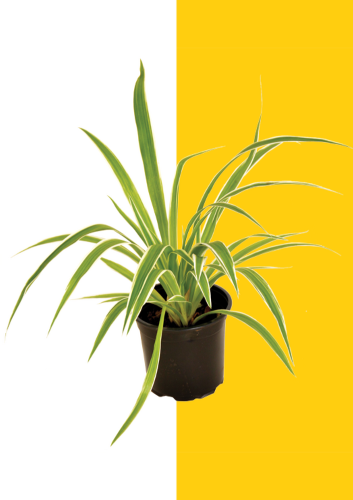 Variegated Hen-and-Chickens/ Spider plant