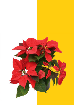 Poinsettia Mixed