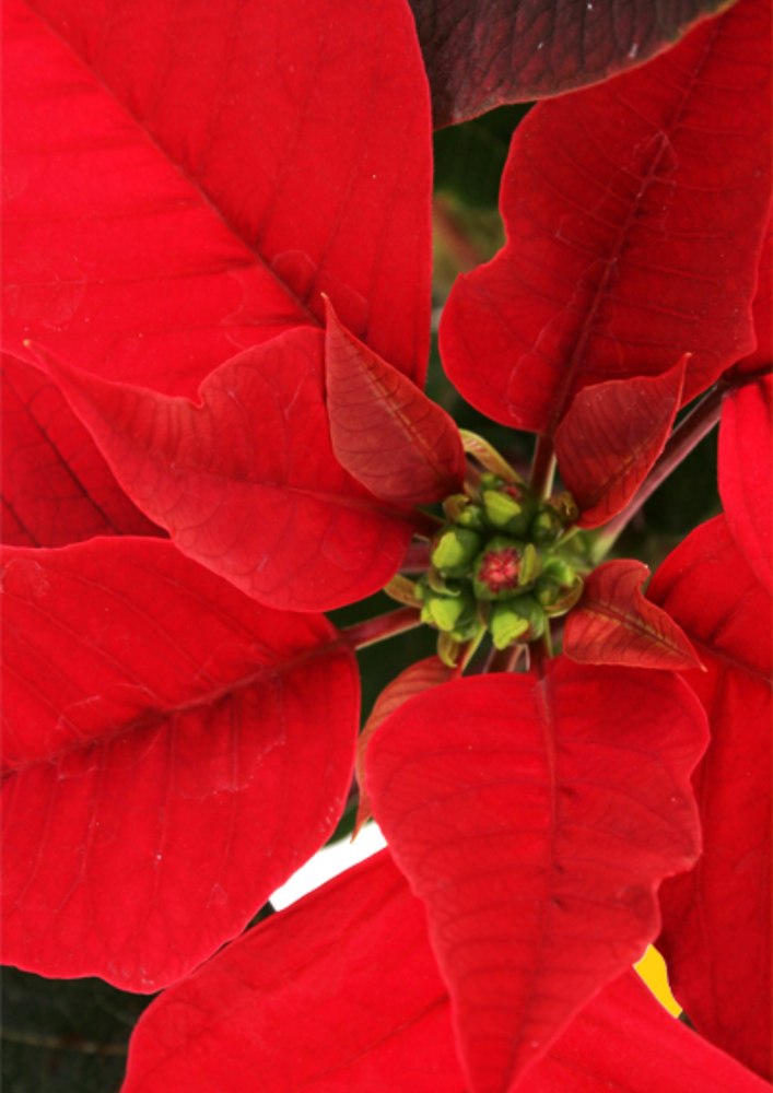 Poinsettia Mixed