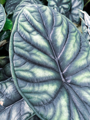 Alocasia Dragon Scale Black