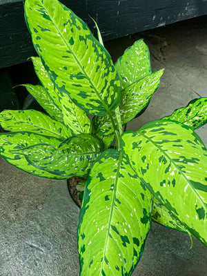 Dumb Cane 'Bausei'