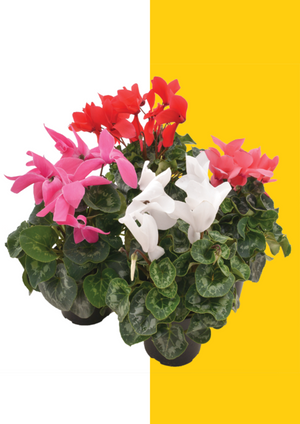 Florist Cyclamen 14cm