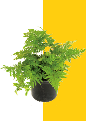 Autumn Fern 15cm