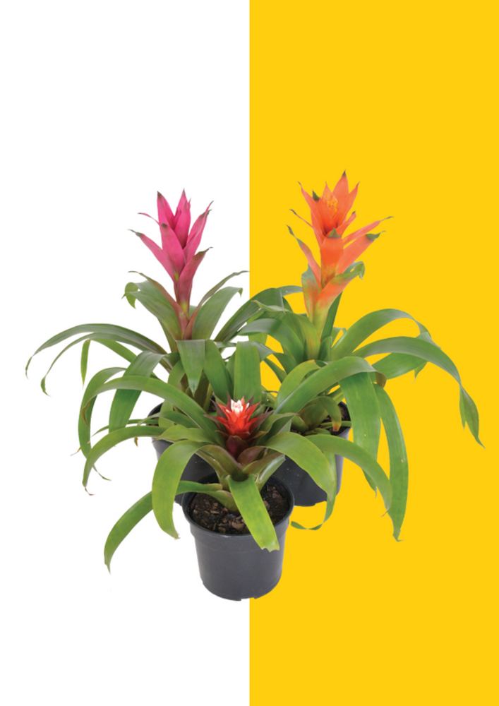 Guzmania Varieties 15cm