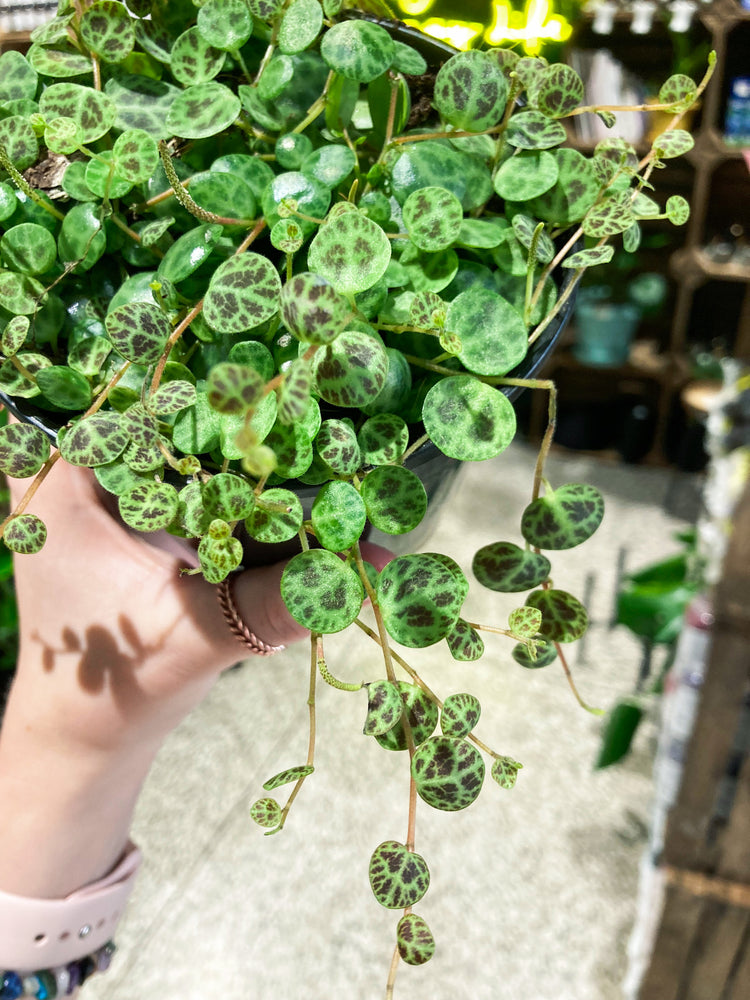 String of Turtles (Peperomia Prostrata)