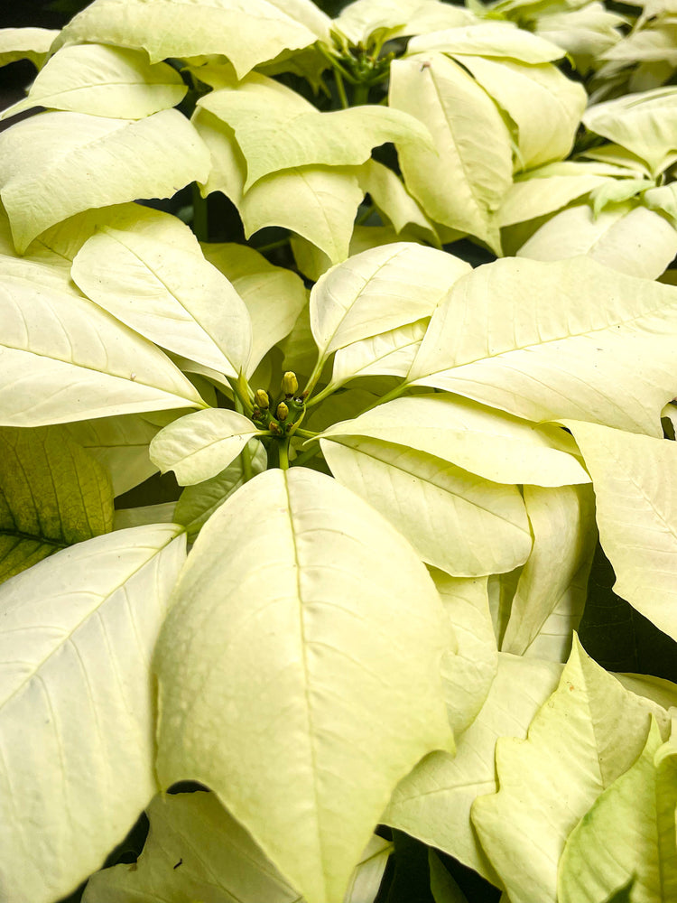 Poinsettia Mixed