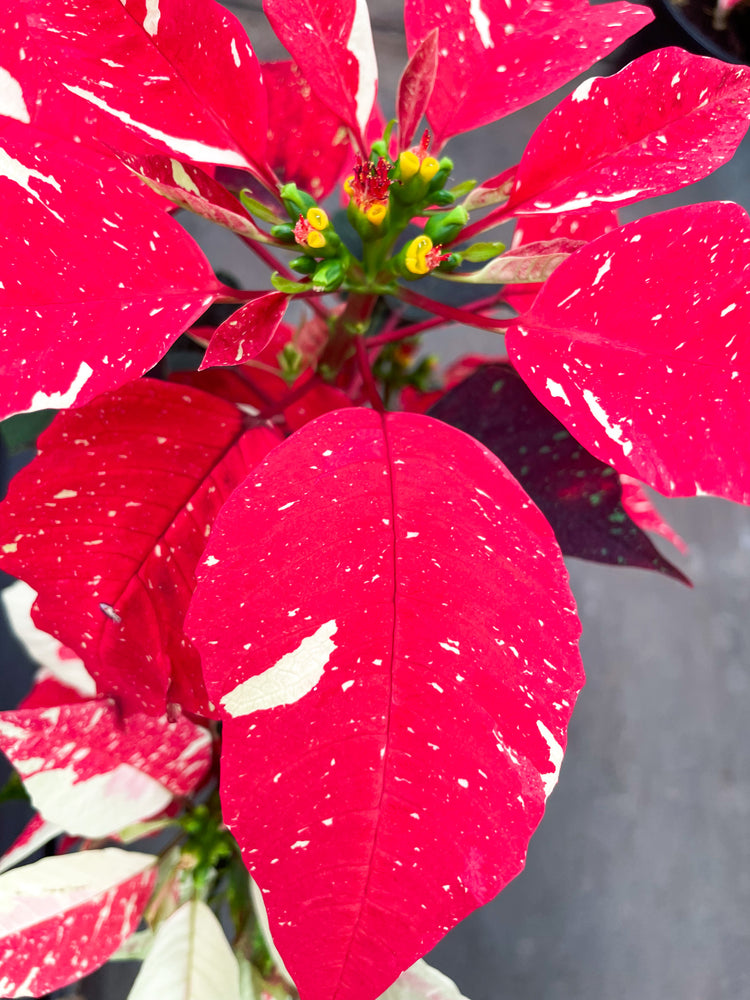 Poinsettia Mixed