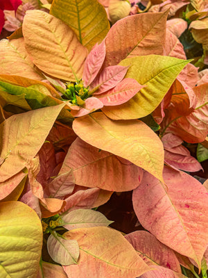 Poinsettia Mixed