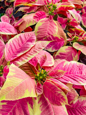 Poinsettia Mixed