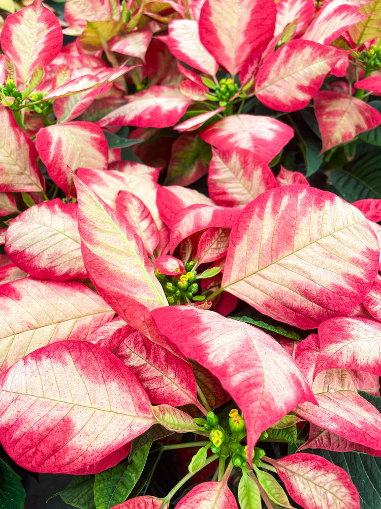 Poinsettia Mixed