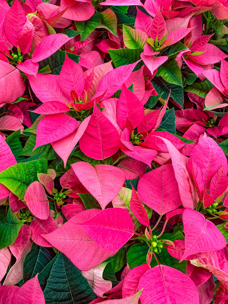 Poinsettia Mixed