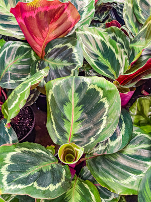 Rose Painted Calathea