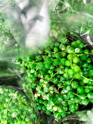 String of Pearls / Beads