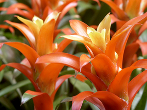 Guzmania Varieties 15cm