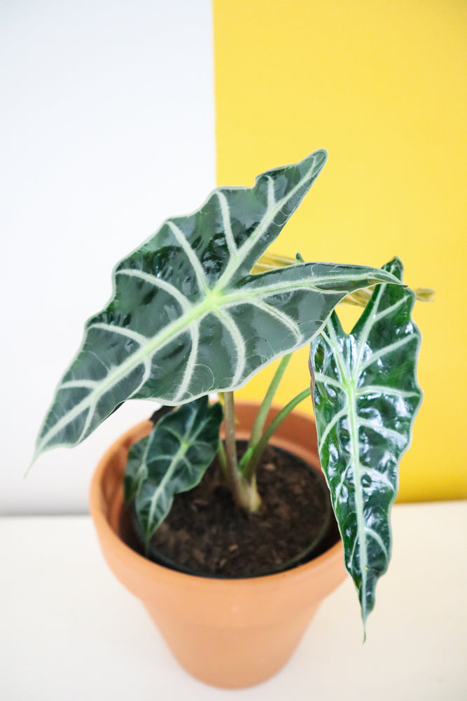 Alocasia Polly