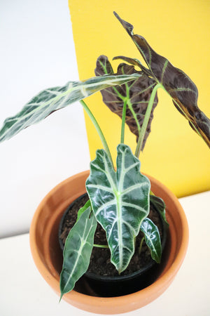 Alocasia Polly