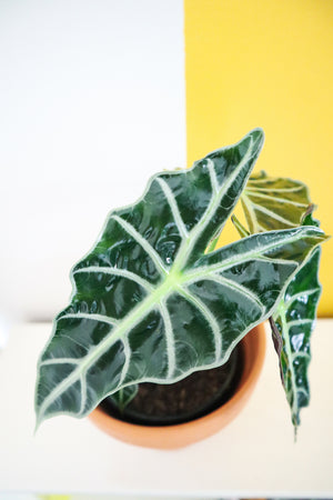 Alocasia Polly