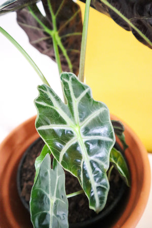 Alocasia Polly