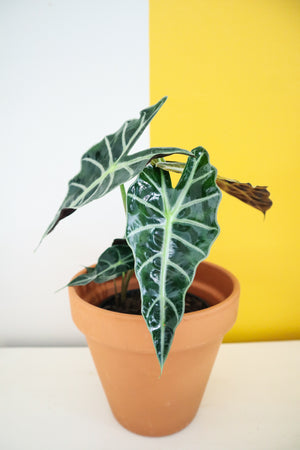 Alocasia Polly