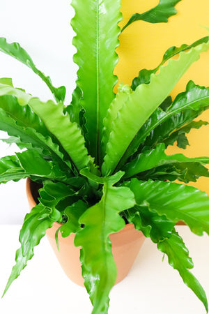 Birds Nest Fern