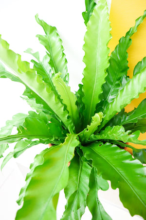 Birds Nest Fern