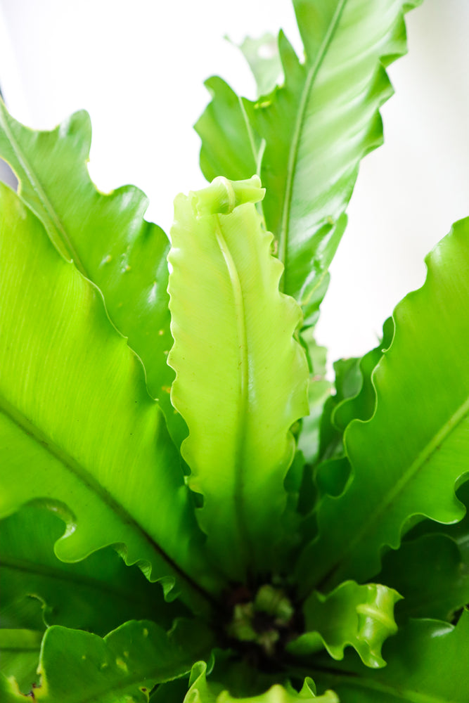 Birds Nest Fern