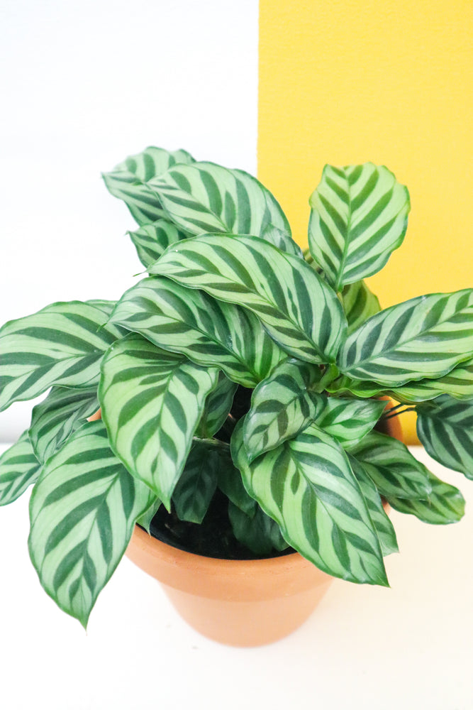 Calathea Freddy