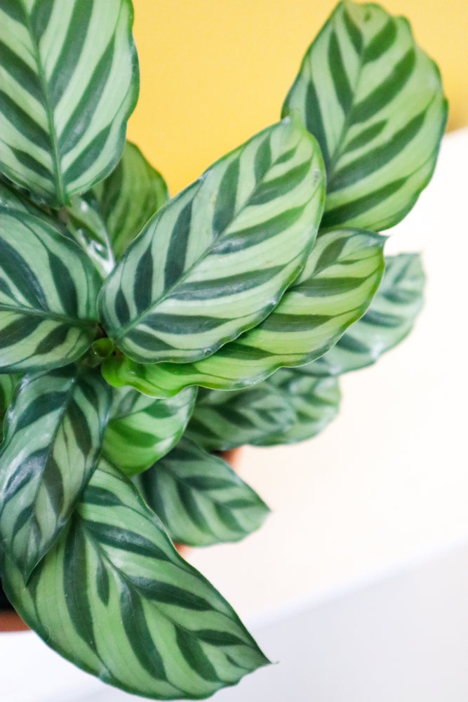 Calathea Freddy