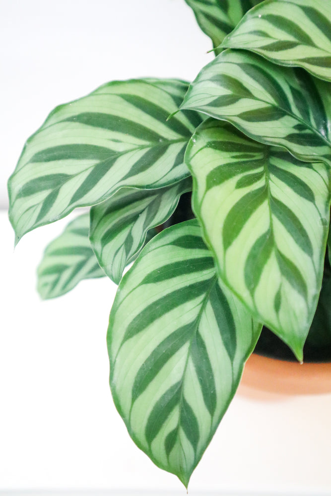 Calathea Freddy