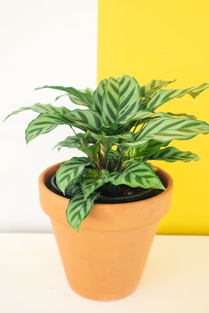 Calathea Freddy