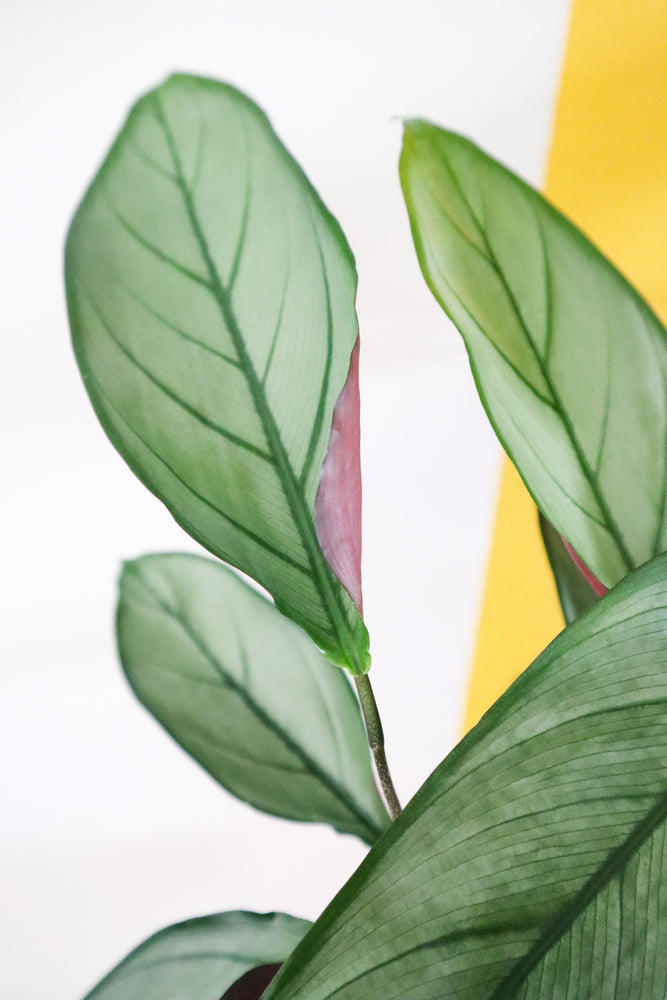 Calathea Grey Star