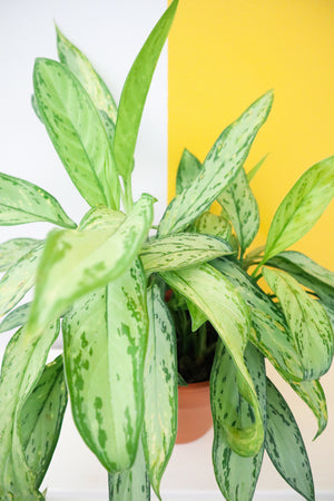 Chinese Evergreen 'Silver Queen'