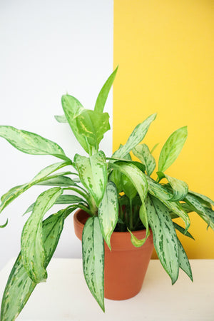 Chinese Evergreen 'Silver Queen'