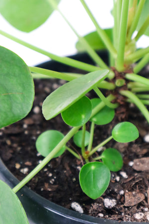 Chinese Money Plant