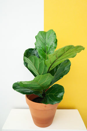 Fiddle Leaf Fig