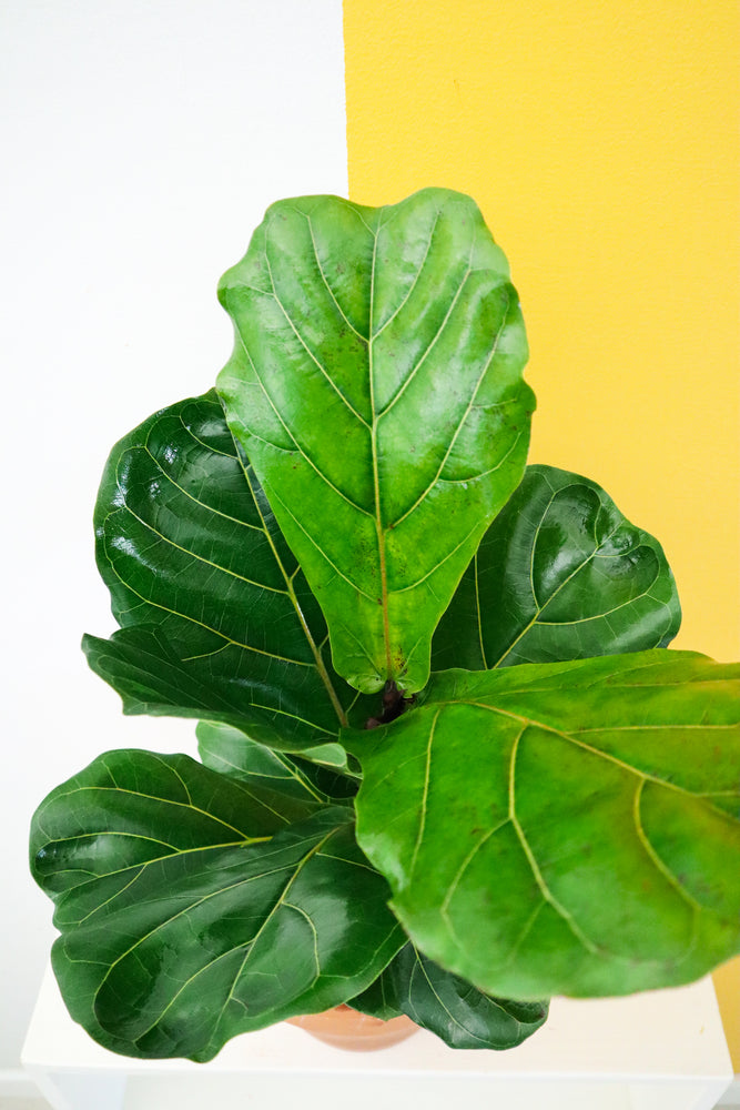 Fiddle Leaf Fig