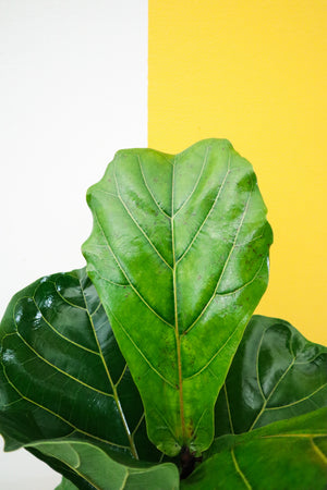 Fiddle Leaf Fig