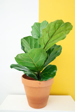 Fiddle Leaf Fig