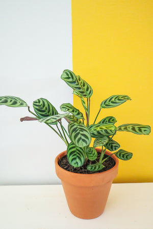 Fishbone Prayer Plant