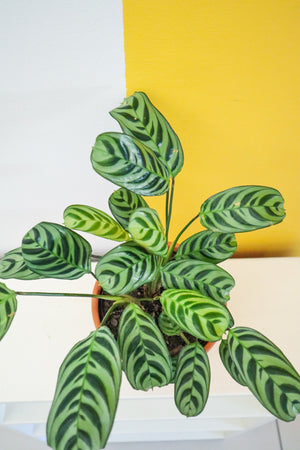 Fishbone Prayer Plant