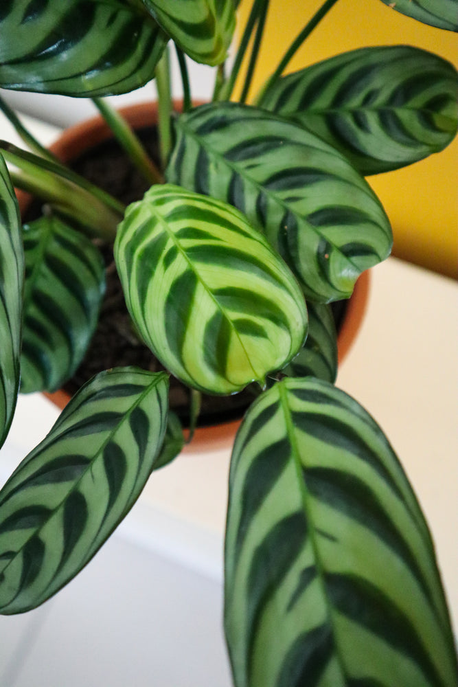 Fishbone Prayer Plant