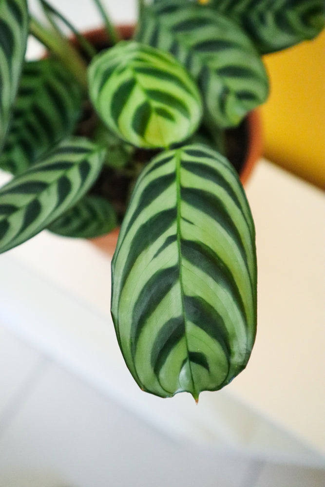 Fishbone Prayer Plant