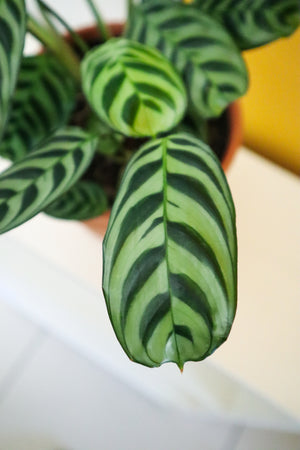 Fishbone Prayer Plant