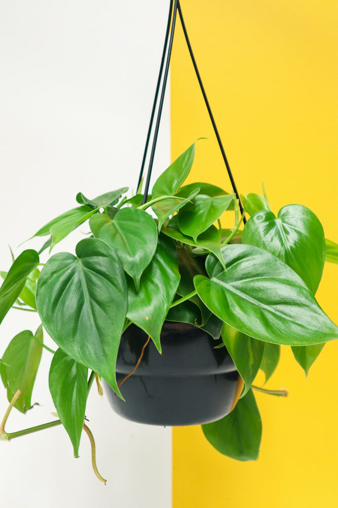 Heart Leaf Philodendron