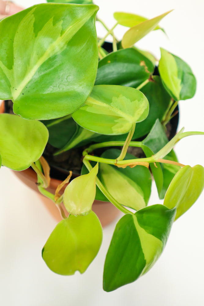 Heart Leaf Philodendron