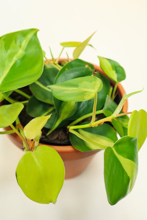 Heart Leaf Philodendron