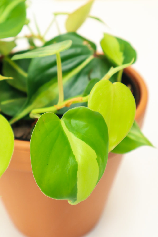 Heart Leaf Philodendron