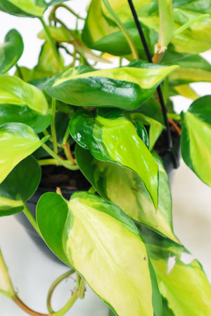 Heart Leaf Philodendron