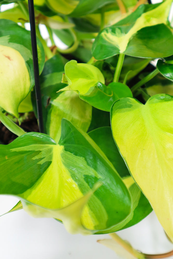 Heart Leaf Philodendron