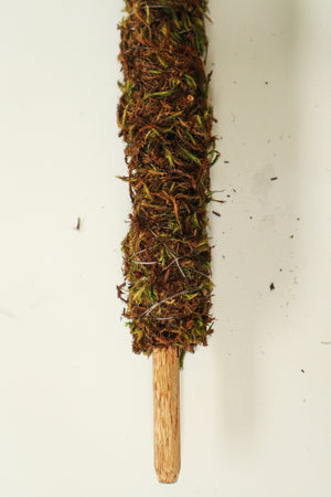 Natural Moss Pole